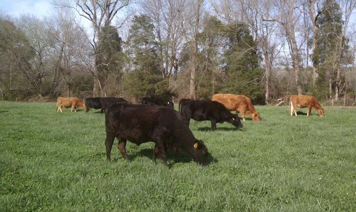 Farm Raised Beef